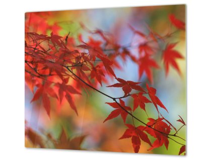 Ochranná deska větev japonský javor (Lepení na zeď S lepením na zeď, Rozměr 70x70 cm)