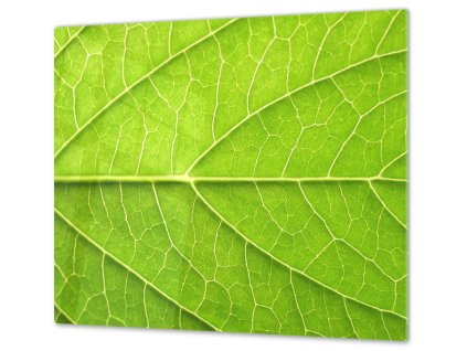 Ochranná deska detail zelený list (Lepení na zeď S lepením na zeď, Rozměr 70x70 cm)