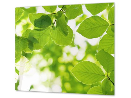 Ochranná deska zelené listí buku (Lepení na zeď S lepením na zeď, Rozměr 70x70 cm)