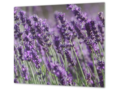 Ochranná deska louka květy levandule (Lepení na zeď S lepením na zeď, Rozměr 70x70 cm)