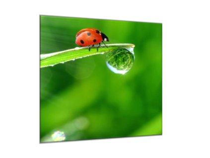 Obraz skleněný čtvercový beruška na trávě s rosou (Rozměry-čtverec 90 x 90 cm)