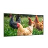 Nástěnné hodiny 30x60cm slepice na pastvě (Materiál kalené sklo)