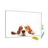 Metalová magnetická tabule - roztomilý pes bígl (Rozměr 90 x 60 cm)