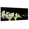Obraz skleněný bílo žlutá orchidej (Rozměry-obdélník 90 x 120 cm)