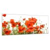 Obraz skleněný květy vlčí máky na bílém pozadí (Rozměry-obdélník 90 x 120 cm)