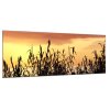 Obraz skleněný tráva v západu slunce (Rozměry-obdélník 90 x 120 cm)