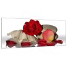 Obraz skleněný květ a lístky červené růže na mušli (Rozměry-obdélník 90 x 120 cm)
