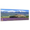 Obraz skleněný levandulové pole pod horami (Rozměry-obdélník 90 x 120 cm)