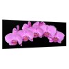 Obraz skleněný květy fialová orchidej na černém pozadí (Rozměry-obdélník 90 x 120 cm)