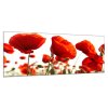 Obraz skleněný květy vlčí máky (Rozměry-obdélník 90 x 120 cm)