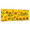 Obraz skleněný pole květy slunečnic (Rozměry-obdélník 90 x 120 cm)