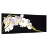 Obraz skleněný bílá orchidej na černém pozadí (Rozměry-obdélník 90 x 120 cm)