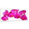 Obraz skleněný květ tyrkysově růžové orchideje (Rozměry-obdélník 90 x 120 cm)