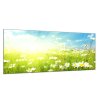 Obraz skleněný jarní louka kopretin se sluncem (Rozměry-obdélník 90 x 120 cm)