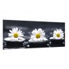 Obraz skleněný bílé kopretiny na černém kameni (Rozměry-obdélník 90 x 120 cm)