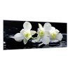 Obraz skleněný květy bílá orchidej na černém kameni (Rozměry-obdélník 90 x 120 cm)