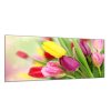 Obraz skleněný krásné květy barevné tulipány (Rozměry-obdélník 90 x 120 cm)