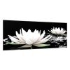 Obraz skleněný květ bílý leknín na hladině vody (Rozměry-obdélník 90 x 120 cm)