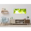 Obraz skleněný slunce mezi větvemi listí (Rozměry-obdélník 90 x 120 cm)