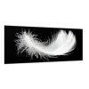 Obraz skleněný bílé peří na černém podkladu (Rozměry-obdélník 90 x 120 cm)