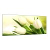 Obraz skleněný květy bílé tulipány na zeleném pozadí (Rozměry-obdélník 90 x 120 cm)
