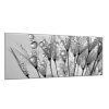 Obraz skleněný orosené chmýří pampelišky (Rozměry-obdélník 90 x 120 cm)