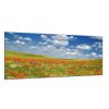 Obraz skleněný louka vlčích máků pod nebem (Rozměry-obdélník 90 x 120 cm)