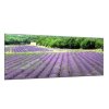 Obraz skleněný levandulové pole pod lesem (Rozměry-obdélník 90 x 120 cm)