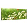 Obraz skleněný rozkvetlá louka bílých kopretin (Rozměry-obdélník 90 x 120 cm)