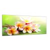 Obraz skleněný květ plumerie na zeleném podkladu (Rozměry-obdélník 90 x 120 cm)