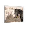 Obraz ze skla zamilovaný kůň bílý a černý (Rozměry-čtverec 90 x 90 cm)
