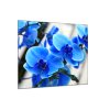 Obraz skleněný čtvercový květy modré orchideje (Rozměry-čtverec 90 x 90 cm)