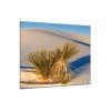 Obraz skleněný rostlina na bílé písečné duně (Rozměry-čtverec 90 x 90 cm)