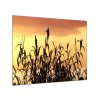 Obraz skleněný tráva v západu slunce (Rozměry-čtverec 90 x 90 cm)
