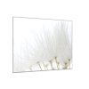 Obraz skleněný čtvercový odkvetlá bíla pampeliška (Rozměry-čtverec 90 x 90 cm)