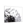 Obraz skleněný čtvercový odkvetlá černobílá pampeliška s rosou (Rozměry-čtverec 90 x 90 cm)
