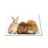 Skleněné prkénko králík a morče (Prkénko 40x30cm)