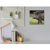 Nástěnné hodiny 30x30cm divoké prase - kňour (Materiál kalené sklo)