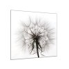 Obraz skleněný čtvercový abstrakt odkvetlá pampeliška (Rozměry-čtverec 90 x 90 cm)