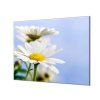 Ochranná deska květy kopretiny na modrém (Lepení na zeď S lepením na zeď, Rozměr 70x70 cm)