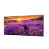 Ochranná deska levandulové pole v západu slunce (Lepení na zeď S lepením na zeď, Rozměr 70x70 cm)