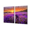 Ochranná deska levandulové pole v západu slunce (Lepení na zeď S lepením na zeď, Rozměr 70x70 cm)