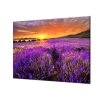 Ochranná deska levandulové pole v západu slunce (Lepení na zeď S lepením na zeď, Rozměr 70x70 cm)