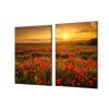 Ochranná deska pole vlčích máků a západ slunce (Lepení na zeď S lepením na zeď, Rozměr 65x90 cm)