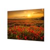 Ochranná deska pole vlčích máků a západ slunce (Lepení na zeď S lepením na zeď, Rozměr 65x90 cm)