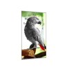 Nástěnné hodiny 30x60cm načepýřený papoušek žako (Materiál kalené sklo)