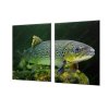 Ochranná deska ryba pstruh pod hladinou (Lepení na zeď S lepením na zeď, Rozměr 70x70 cm)