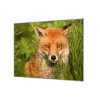 Ochranná deska liška v trávě (Lepení na zeď S lepením na zeď, Rozměr 70x70 cm)