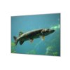 Ochranná deska s motivem štika ve vodě (Lepení na zeď S lepením na zeď, Rozměr 70x70 cm)