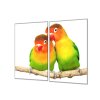 Ochranná deska papoušek agapornis para (Lepení na zeď S lepením na zeď, Rozměr 70x70 cm)